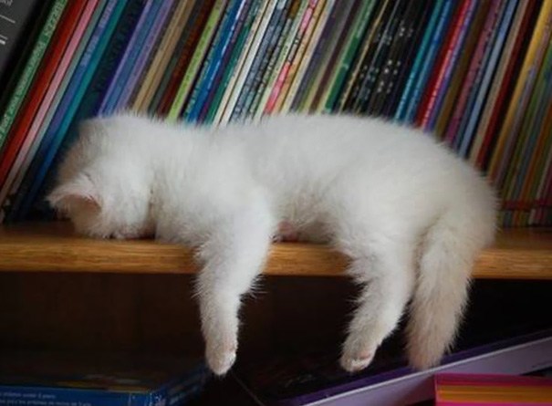 35 забавных доказательств того, что коты могут уснуть где угодно