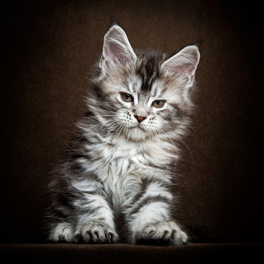 65 фото о том, почему Мейн-кун — главный Бог королевства кошек