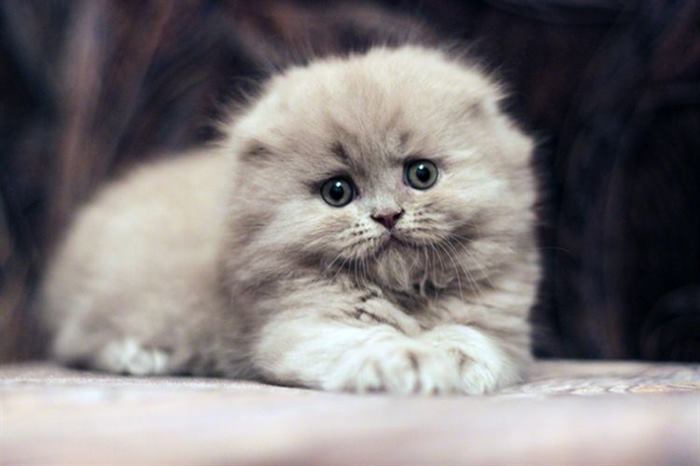 Котята породы хайленд-фолд, самые милие и пушистые создания (15 фото)