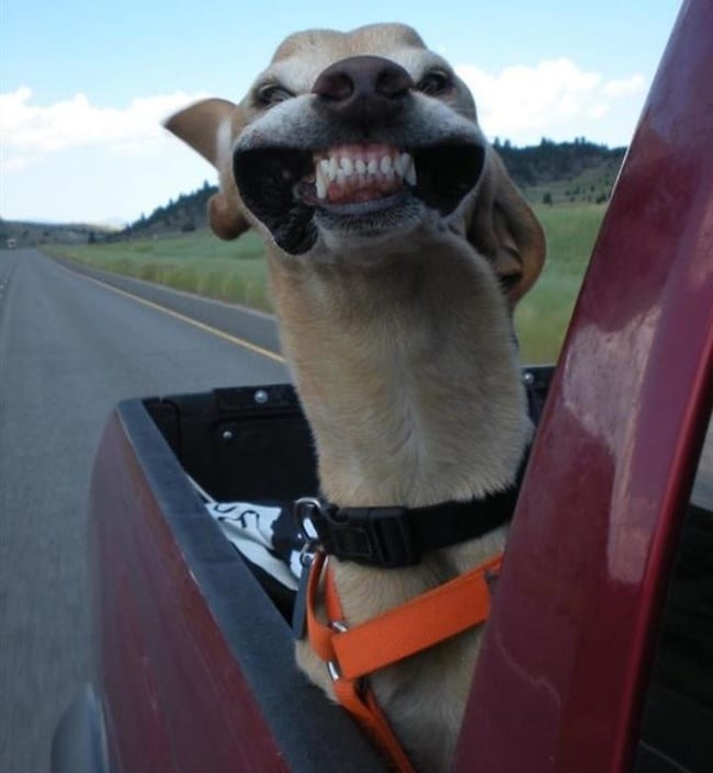 16 забавных собак, которые зарядят хорошим настроением на весь день
