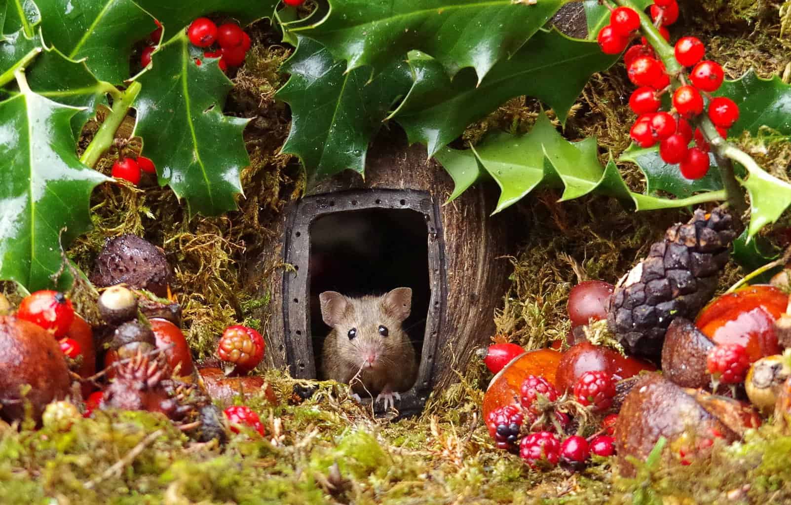 Мужик нашел в саду семью мышей. И построил им ″деревню″