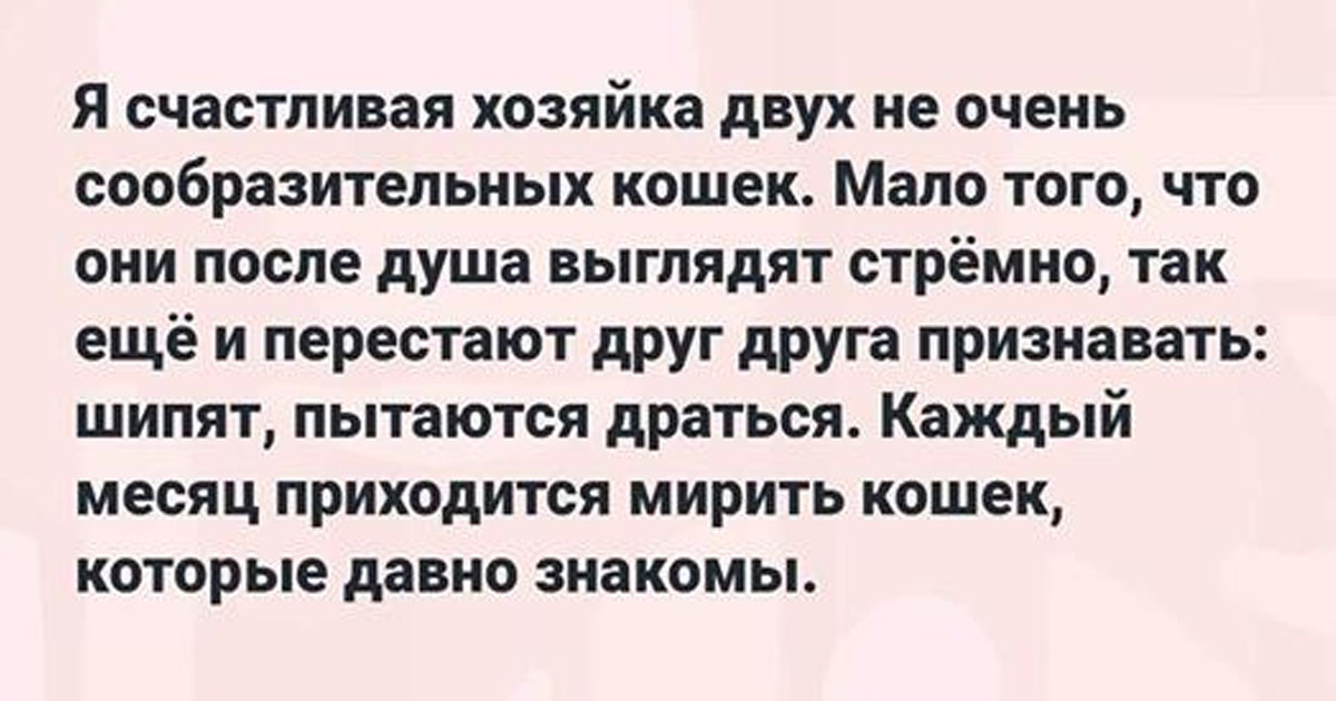 17 забавных историй от владельцев котов, которые доказывают, что с их питомцами всегда весело