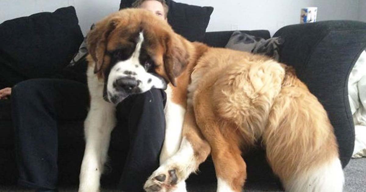 10+ собак, которые не понимают, насколько они большие