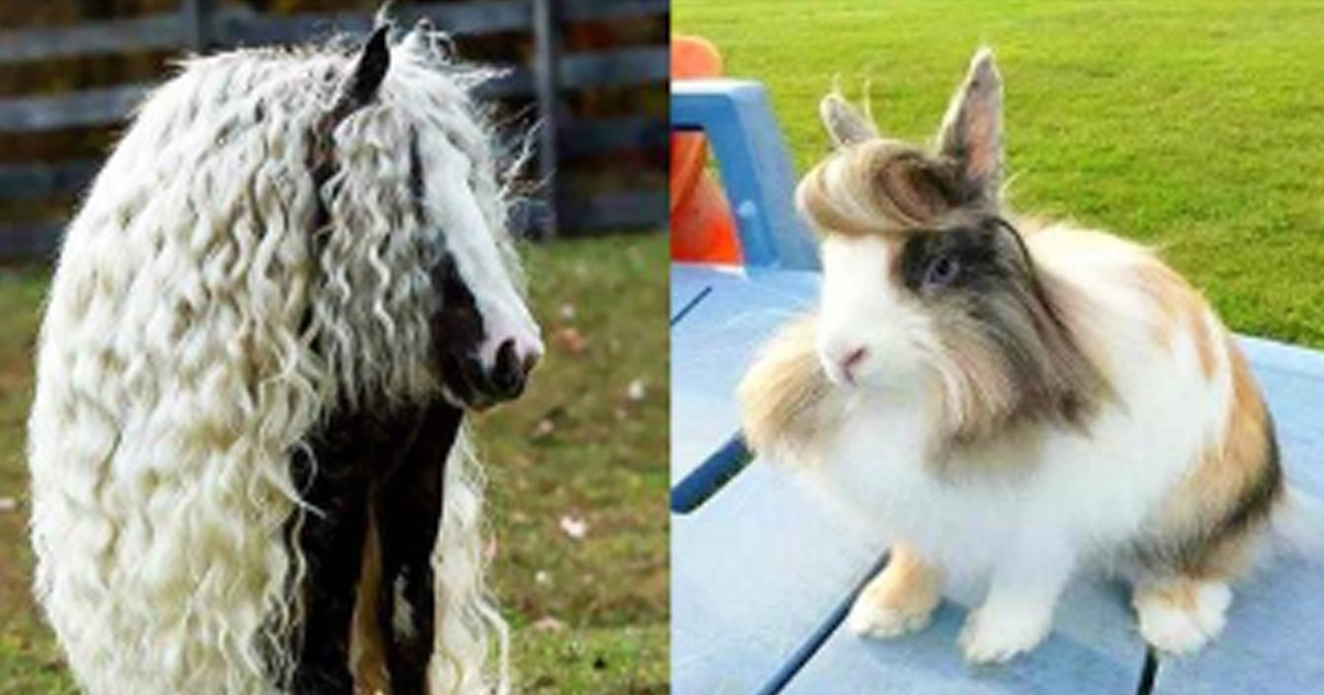 Природная красота: эти животные фантастически красивые - БАгиня