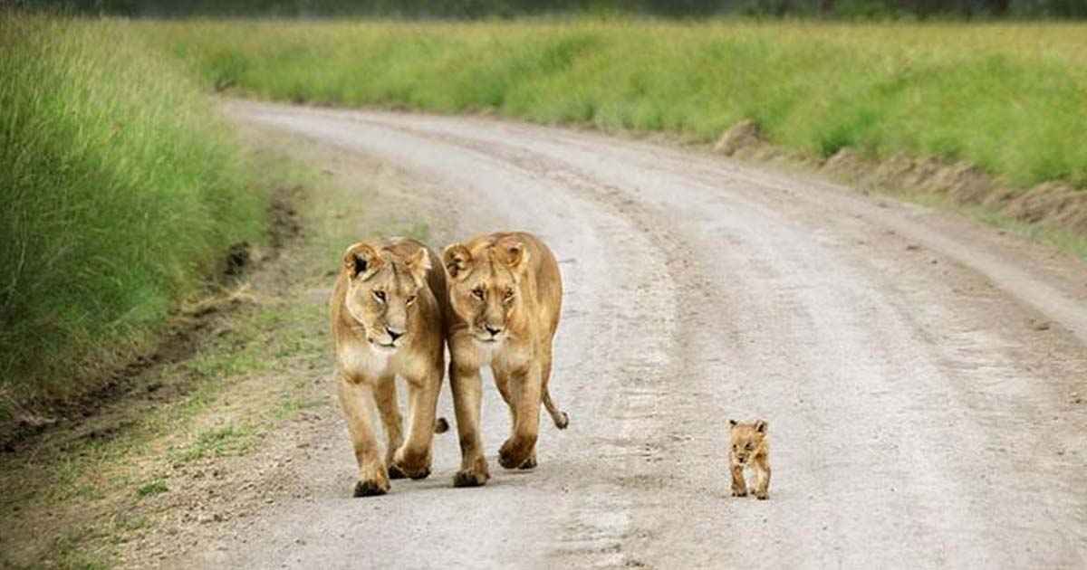 Родители и их дети в царстве животных — 22 мимимишных фото
