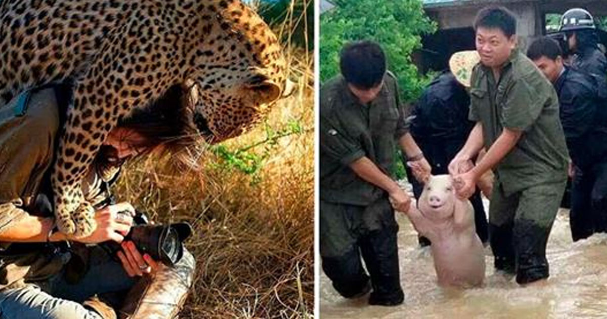 20 фотографий, доказывающих, что, если красота не спасёт мир, это сделают животные