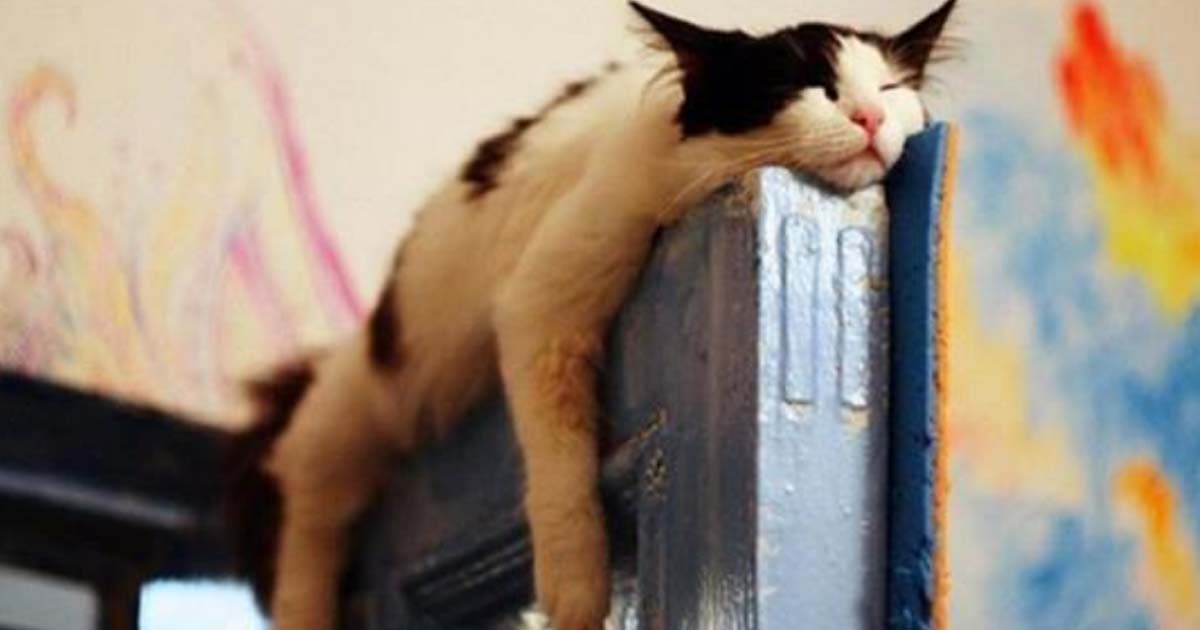 22 фото котов, которые внезапно решили поспать