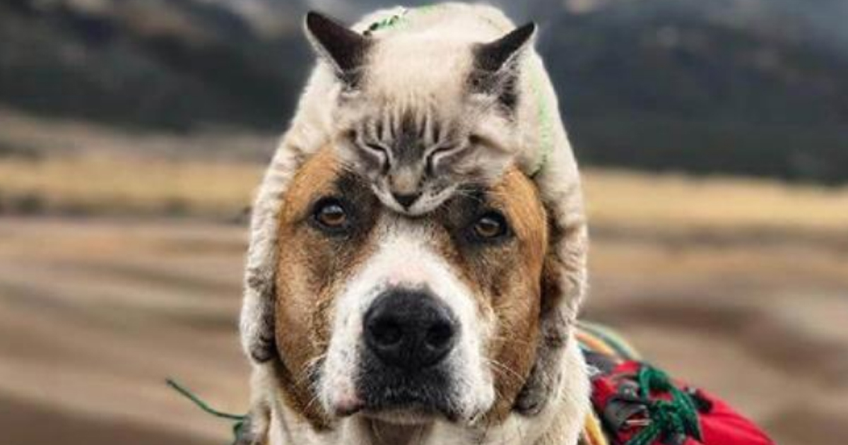 Этот пёс и кот уже несколько месяцев путешествуют вместе, и их фотографии просто восхитительны