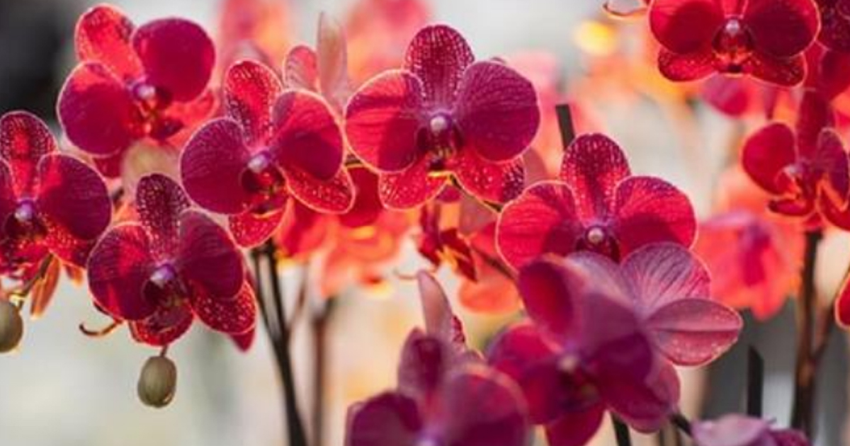 Орхидея-сильный женский талисман. Приметы про орхидею в доме.
