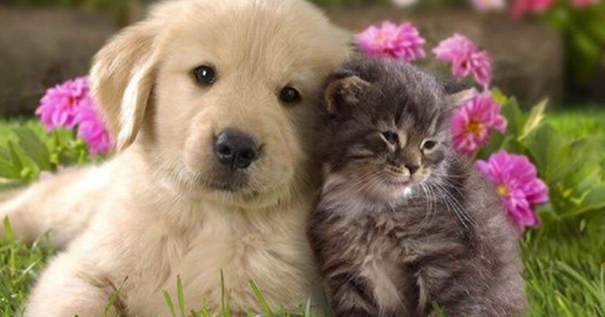 20 совершенно очаровательных снимков о нежнейшей дружбе между котиками и собачками