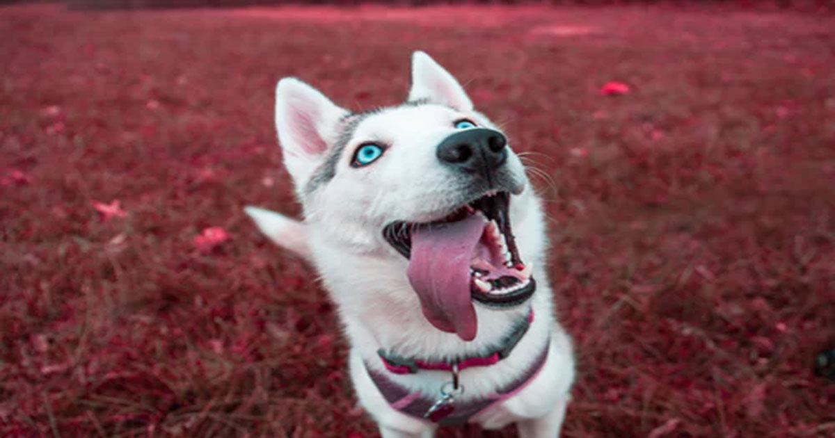 Воспитать собаку: 15 правил, которые помогут вам стать вожаком