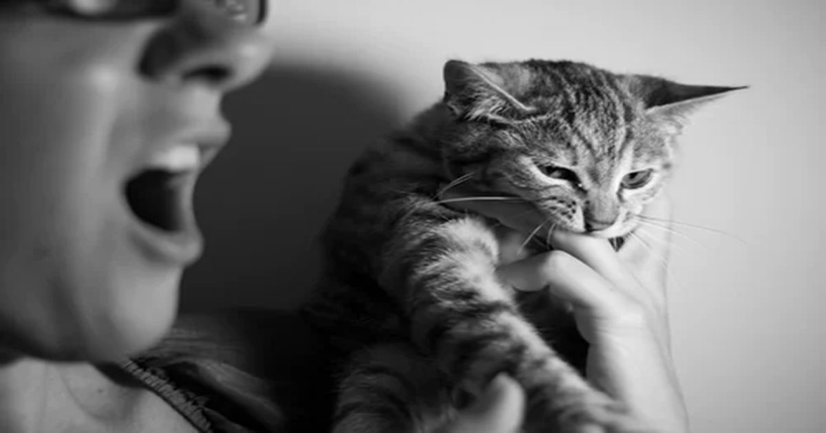10 способов, с помощью которых кошка может выражать свою любовь