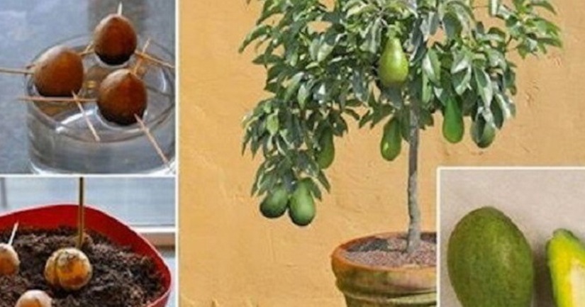 Совет, как вырастить авокадо у себя дома.