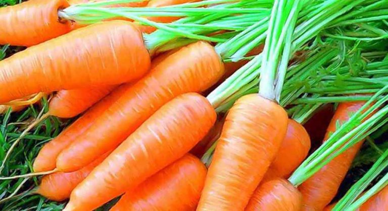 Как удобно и быстро садить морковь