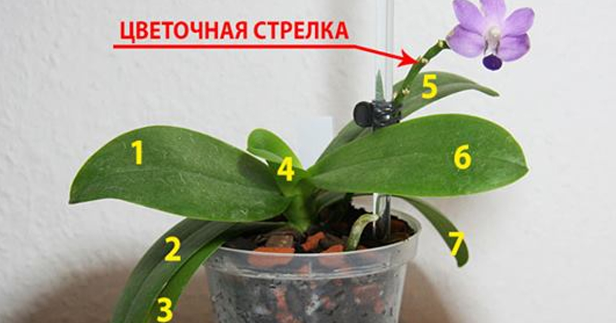 10 правил ухода для обильного цветения орхидеи