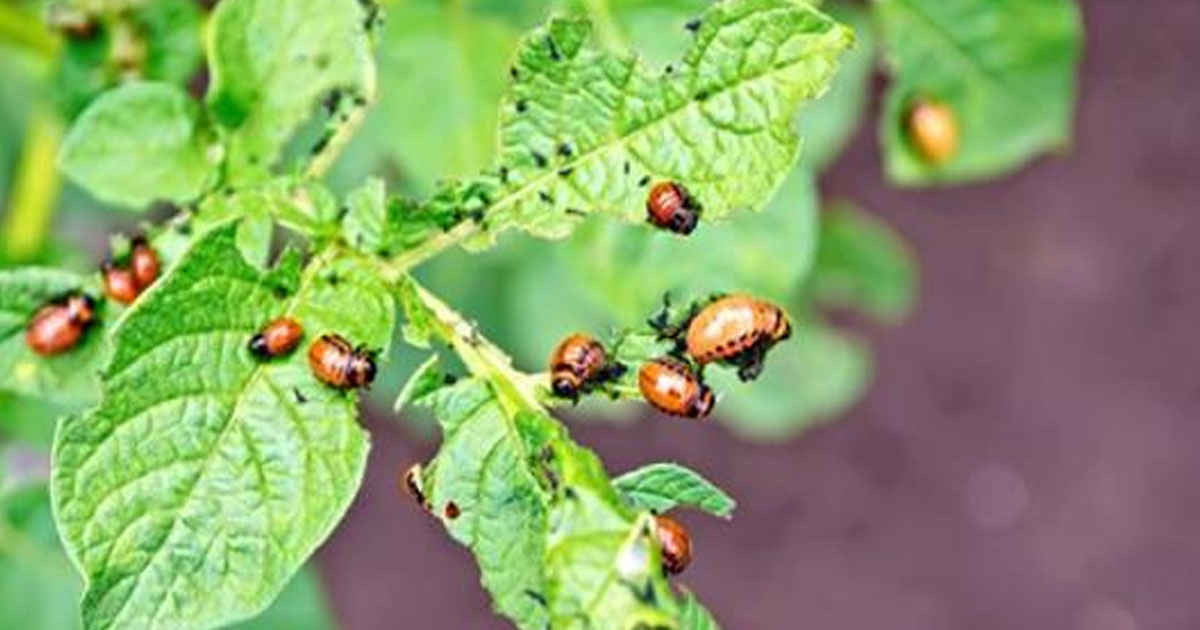 4 способа избавления от колорадского жука