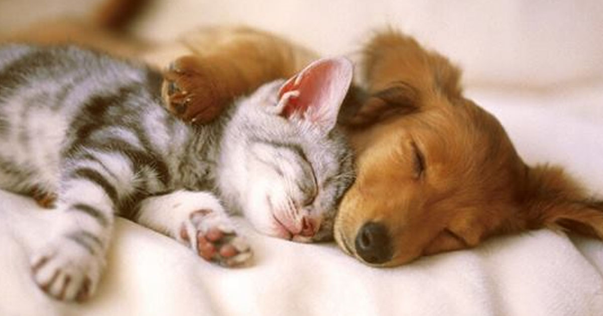 Причины, почему брать котов и собак в постель — полезно