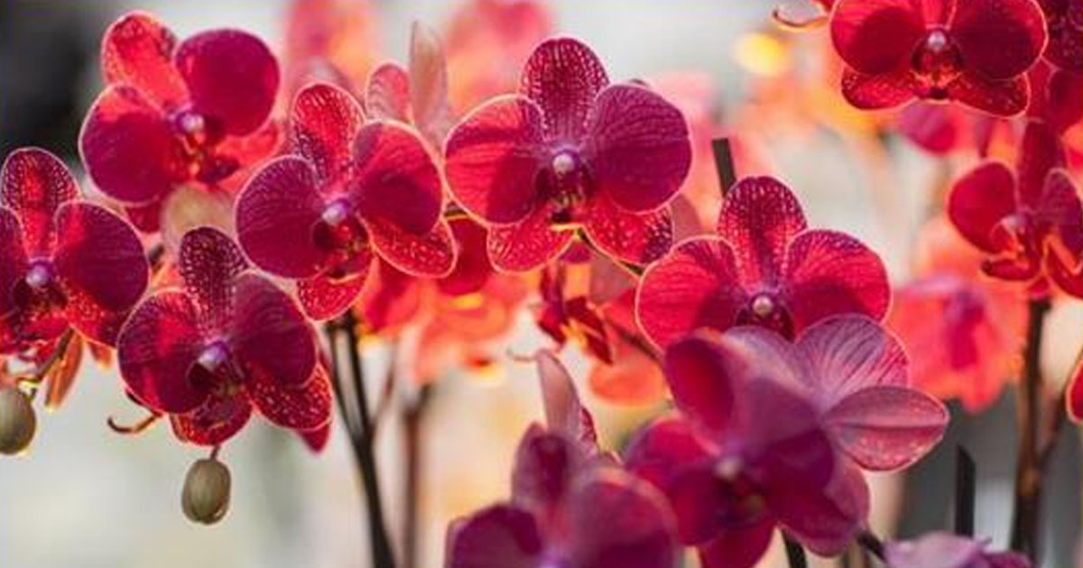 Приметы об орхидеях в доме