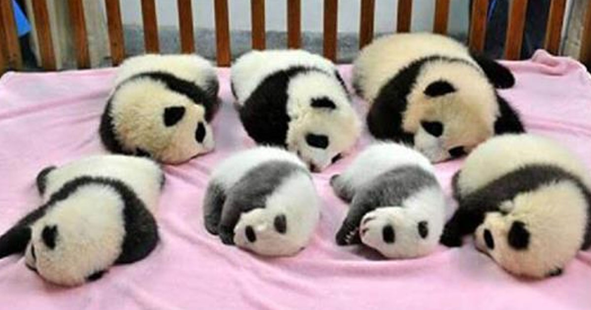 О китайском детском саде для маленьких панд