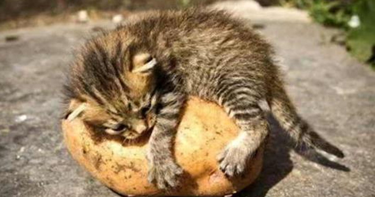 История котенка: картошка — первая найденная еда за два дня