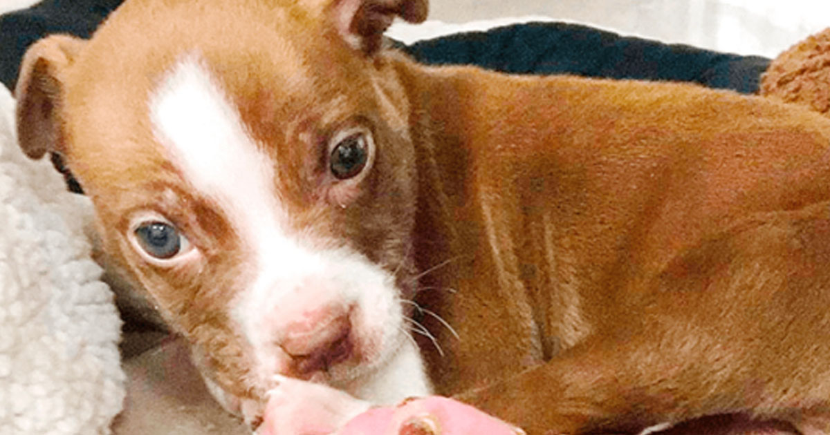 Семинедельный щенок, найденный с распухшими лапками — история спасения