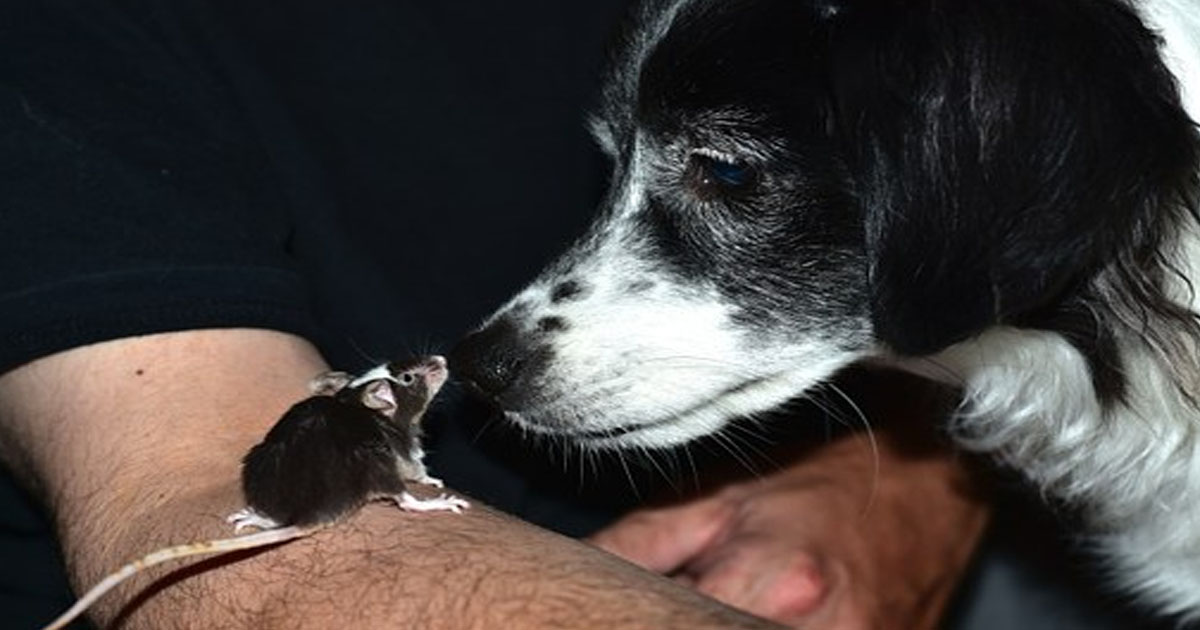 История необычной дружбы собаки-спасателя Осириса  и крысенка Риффа