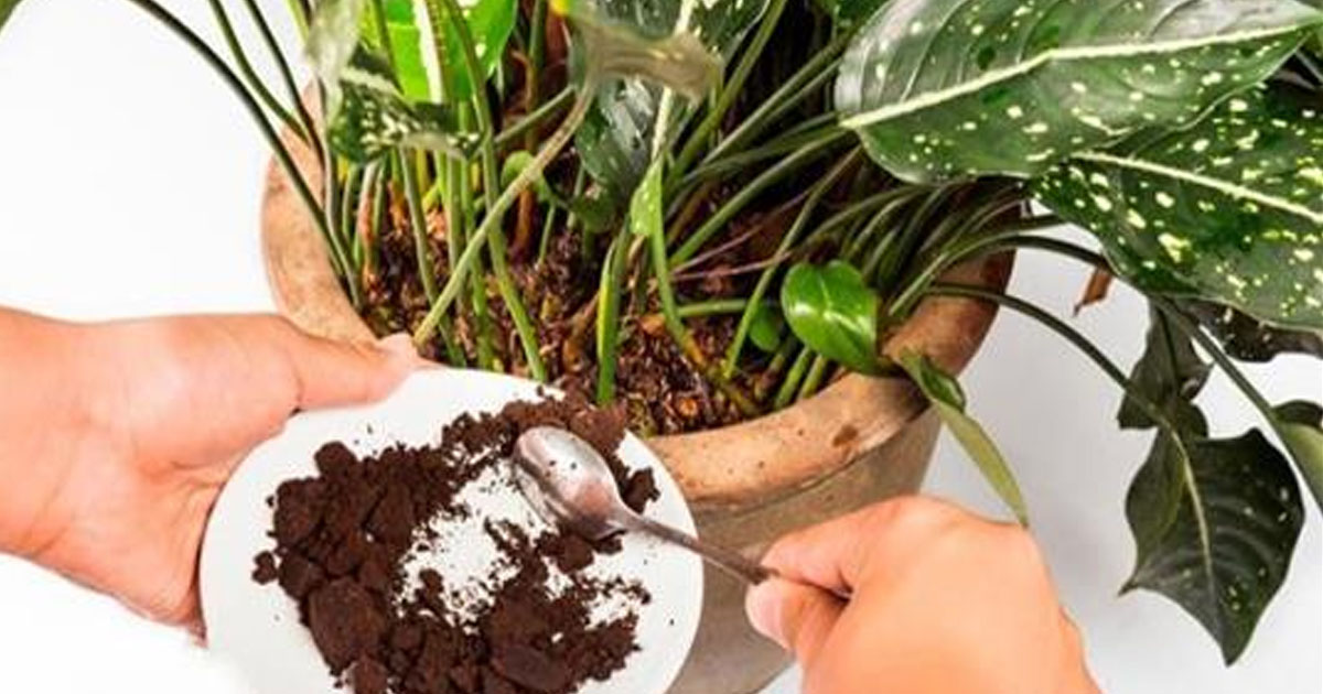 7 натуральных эффективных удобрений для домашних растений
