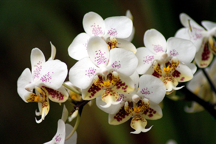 9 правил по уходу за орхидеей