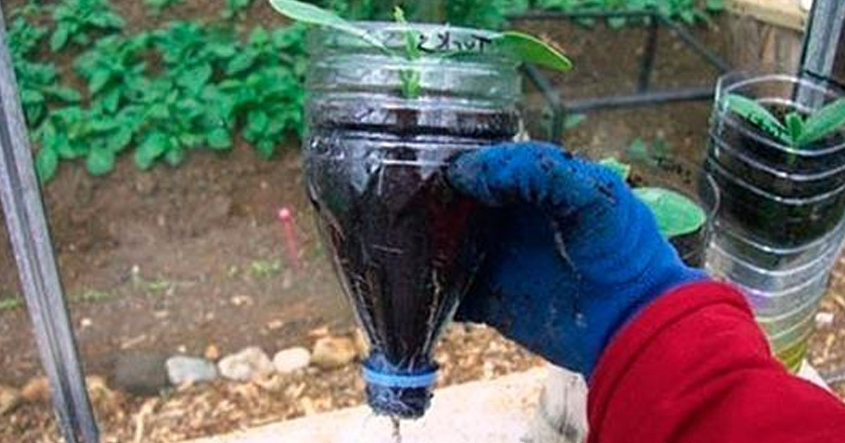 Способ выращивания огурцов в бутылках