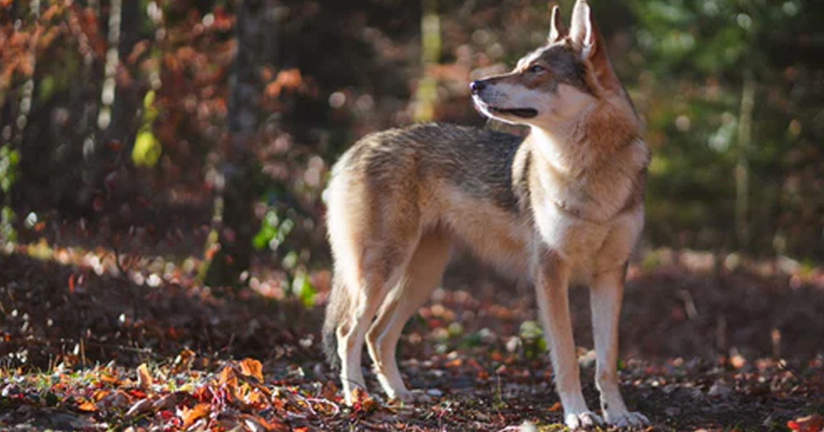 История из Эстонии: спасали собаку, а оказалось — волка
