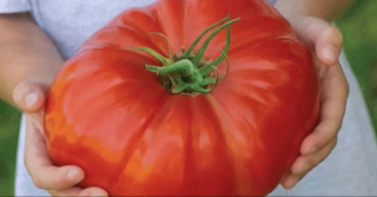 Совет дачникам, как вырастить большие помидоры за короткий срок