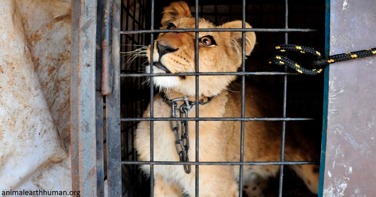 В Украине запретят диких животных в цирках