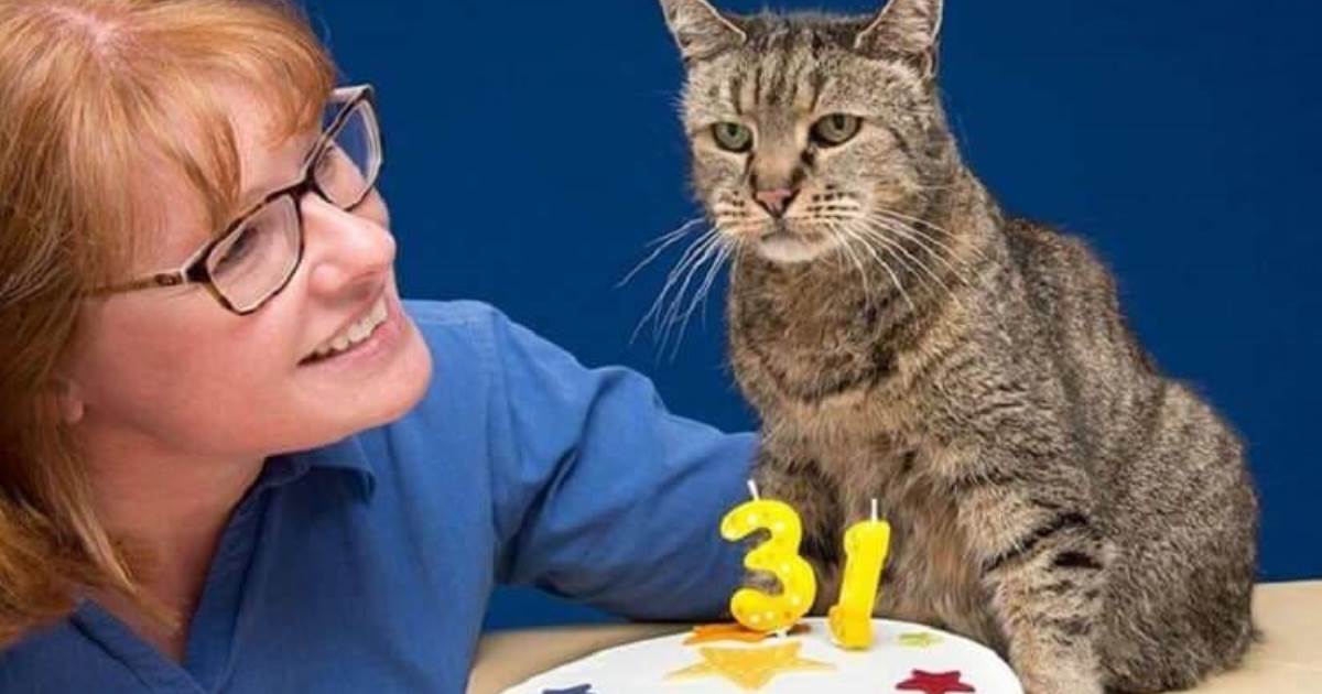 Статья о старейшем коте в мире, которому исполнился 31 год