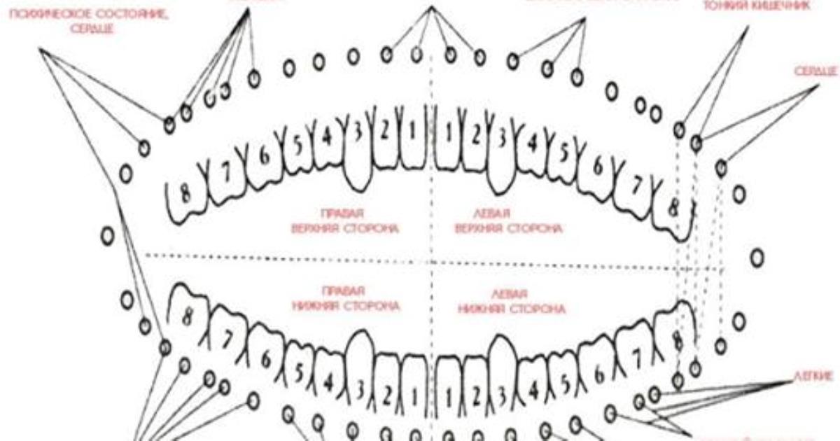 Как связаны зубы и внутренние органы согласно древней китайской методике
