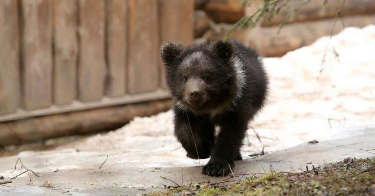 История о жителе одной деревне, который воспитал более 200 медвежат за 20 лет
