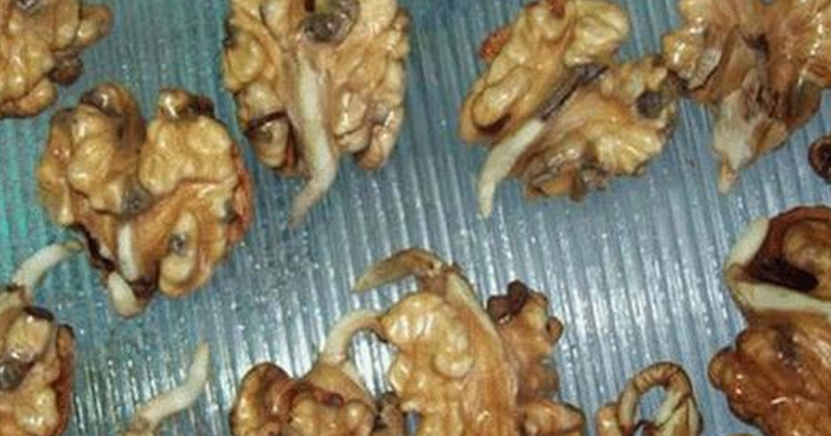 Польза сырых грецких орехов для организма