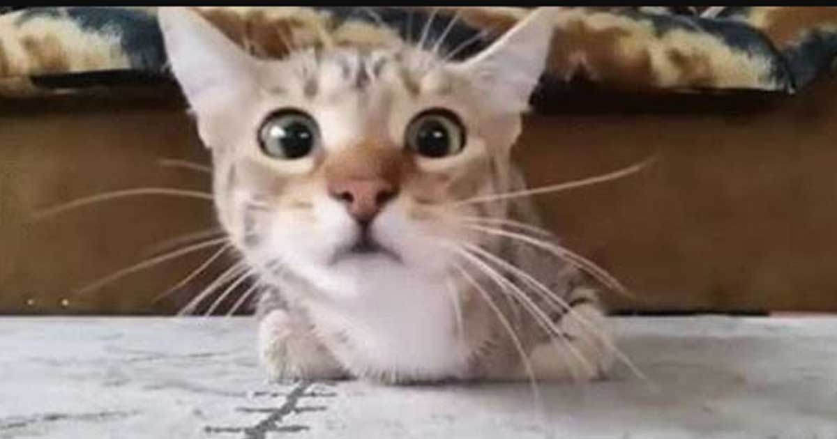Смешной кот смотрит ужастик: видео