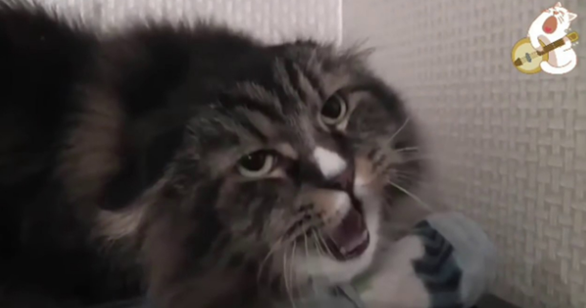 Смешное видео: хозяйка сказала «давай», и кот запел