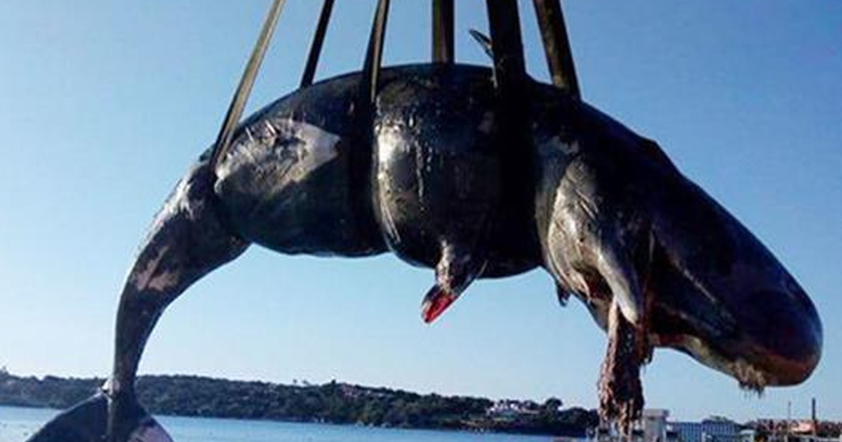 Об экологии: в самке кита было больше 22х килограмов пластика