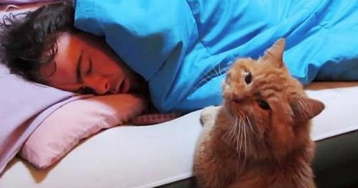 Кот-будильник. Необычный способ пробуждения. Видео