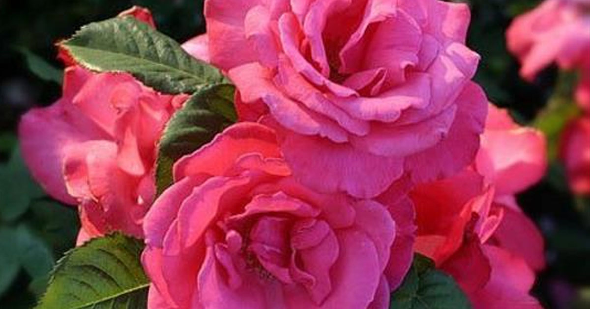 8 секретов выращивание роз