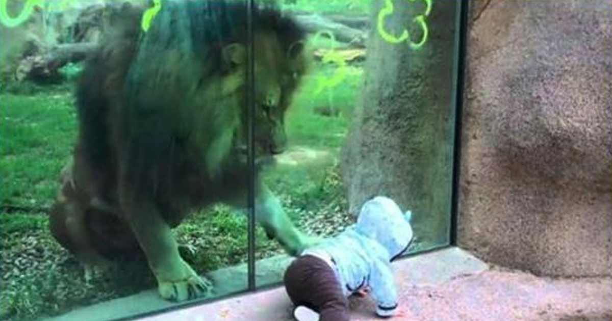Видео: лев в зоопарке играет с малышом