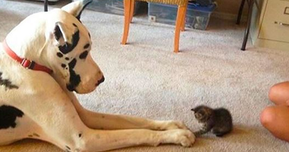 История о старом псе и его маленьком защитнике котёнке