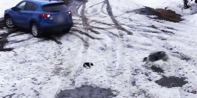 Секунда до: как собака спасла своего щенка от колес автомобиля