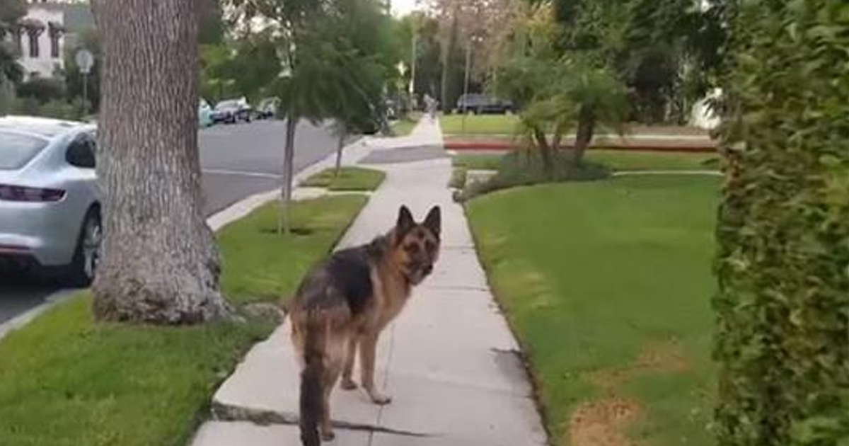 Видео. Собака не заметила как спрятался хозяин