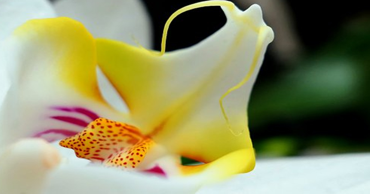Средство улучшения цветения орхидеи