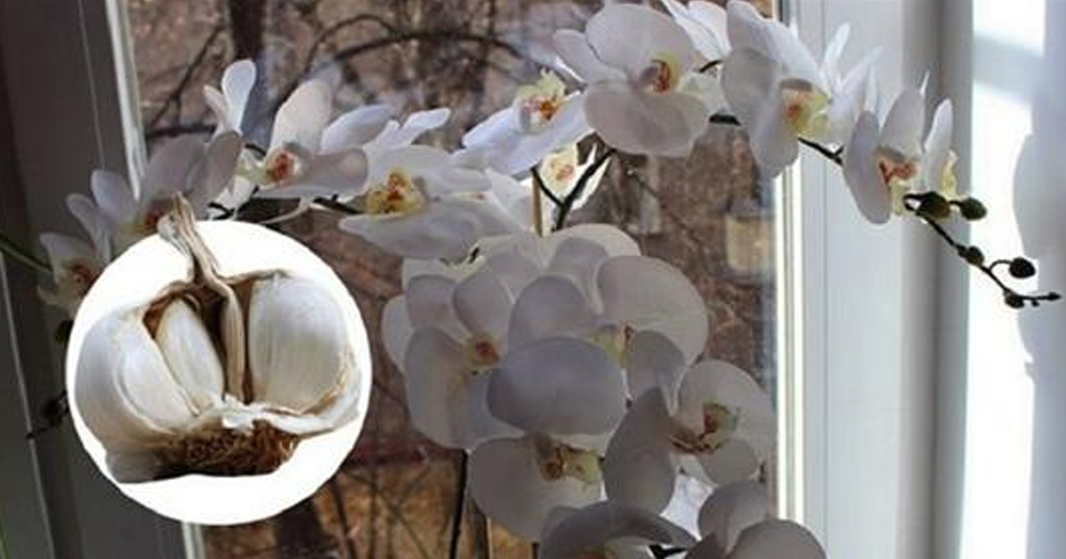 Чесночная подкормка для орхидей — рецепт