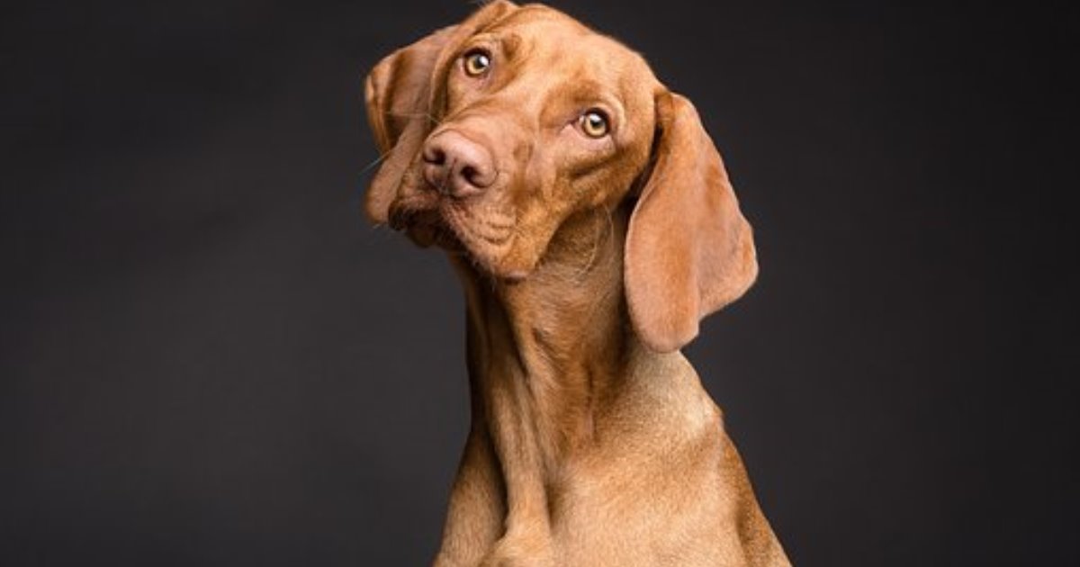 12 пород собак, которые изменили свой внешний вид за последние 100 лет