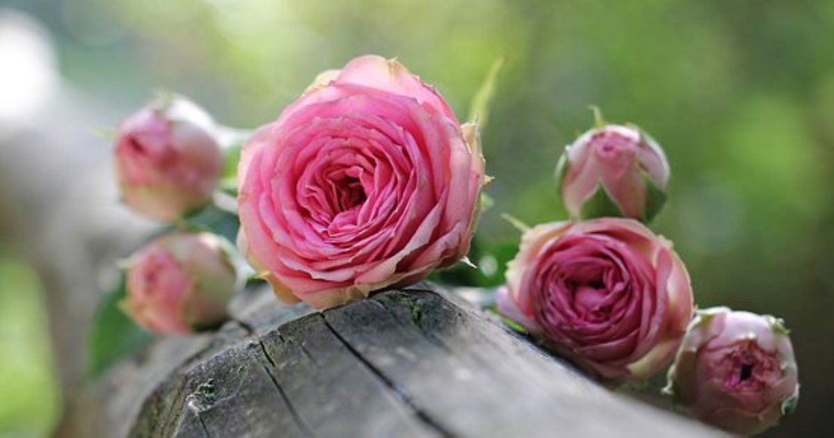 3 способа как вырастить розу на даче либо дома