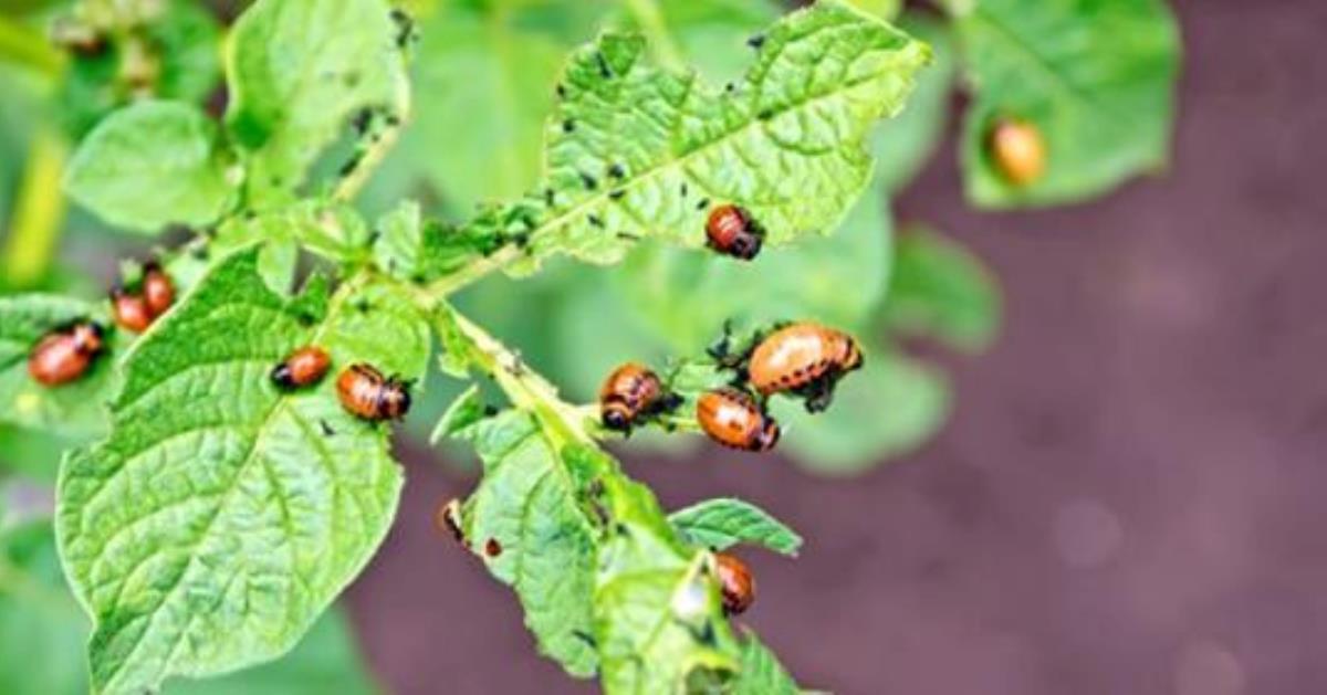 4 способа, как избавиться от колорадского жука без химии